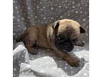 Pug Puppy for sale in Upland, IN, USA