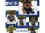 Yorkshire Terrier Puppy for sale in Nacogdoches, TX, USA