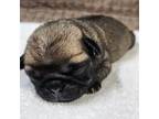 Pug Puppy for sale in Magee, MS, USA