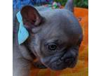 French Bulldog Puppy for sale in Seneca, SC, USA
