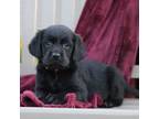 Labrador Retriever Puppy for sale in Spring Run, PA, USA
