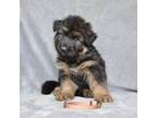 German Shepherd Dog Puppy for sale in New Cambria, MO, USA