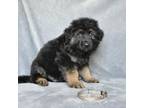 German Shepherd Dog Puppy for sale in New Cambria, MO, USA
