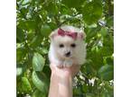 Pomeranian Puppy for sale in Corona, CA, USA