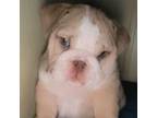 Bulldog Puppy for sale in Baton Rouge, LA, USA