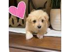 Maltipoo Puppy for sale in Atwater, CA, USA