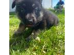 German Shepherd Dog Puppy for sale in Weyauwega, WI, USA