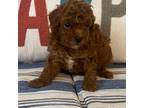 Poodle (Toy) Puppy for sale in Gulf Breeze, FL, USA