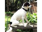 Playful Pai Pai, Jack Russell Terrier For Adoption In Sussex, New Jersey