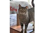 Lily, Willow Grove Pa (07/06/2021-111), Domestic Shorthair For Adoption In