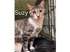Suzy, Willow Grove Pa (fcid 04/09/2024-127), Domestic Shorthair For Adoption In