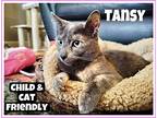 Tansy Jenkintown Area (fcid# 08/07/2023 - 4) C, Domestic Shorthair For Adoption