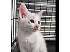 Mink (avail For Pre-adoption), Polydactyl/hemingway For Adoption In Manteca