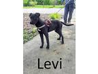 Levi, Terrier (unknown Type, Medium) For Adoption In Mountain View, Arkansas