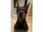 Cairo, Doberman Pinscher For Adoption In Escondido, California