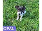 Opal, Jack Russell Terrier For Adoption In Batesville, Arkansas