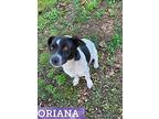 Oriana, Jack Russell Terrier For Adoption In Batesville, Arkansas