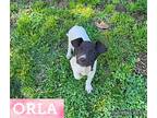 Orla, Jack Russell Terrier For Adoption In Batesville, Arkansas