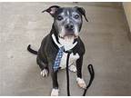 Diesel, American Staffordshire Terrier For Adoption In Mckinney, Texas