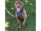 Cocoa, Labrador Retriever For Adoption In Slinger, Wisconsin