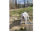 Tacks, Jack Russell Terrier For Adoption In Gloucester, Massachusetts