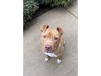 Zola, American Pit Bull Terrier For Adoption In Johnston, Rhode Island