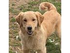 Xena, Golden Retriever For Adoption In Port Washington, New York