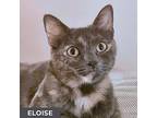 Eloise, Domestic Shorthair For Adoption In Toronto, Ontario