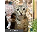 Cecelia, Domestic Shorthair For Adoption In Toronto, Ontario