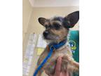 Jimothy, Terrier (unknown Type, Small) For Adoption In Houston, Texas