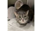 Magnolia, Domestic Shorthair For Adoption In Greater Napanee, Ontario