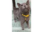 Banana, Russian Blue For Adoption In Athens, Tennessee