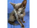 Alfie, Domestic Mediumhair For Adoption In Athens, Tennessee