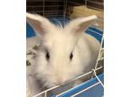 Chantler, Lionhead For Adoption In Newport News, Virginia