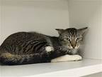 Taylor Ham, Domestic Shorthair For Adoption In Satellite Beach, Florida