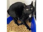 Loungefly, Domestic Shorthair For Adoption In Satellite Beach, Florida