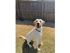 Teddy, Labrador Retriever For Adoption In Raleigh, North Carolina