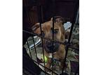 Chloe, American Staffordshire Terrier For Adoption In Syracuse, New York