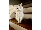 Lord Fluffers, Turkish Van For Adoption In Great Mills, Maryland