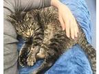 Lucas, Domestic Shorthair For Adoption In St. Johnsbury, Vermont