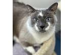 Prince, Domestic Shorthair For Adoption In St. Johnsbury, Vermont