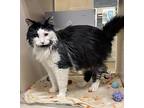 Ranch, Domestic Mediumhair For Adoption In Lincoln, Nebraska