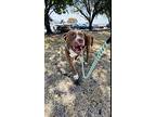 Pudge, American Pit Bull Terrier For Adoption In Rowlett, Texas