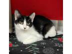 Renata, Domestic Shorthair For Adoption In Wheaton, Illinois