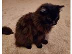 Angel, Domestic Longhair For Adoption In Denver, North Carolina