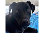 Zamani, Labrador Retriever For Adoption In Jefferson, Wisconsin