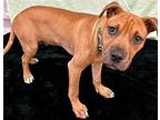 Coche, Terrier (unknown Type, Medium) For Adoption In Jefferson, Wisconsin