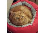 Tigger (vb), Domestic Shorthair For Adoption In Little Falls, New Jersey