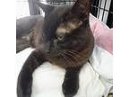 Jack, Domestic Shorthair For Adoption In Toronto, Ontario