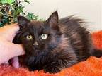 Sherrie, Domestic Longhair For Adoption In Taylor, Michigan